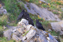 Rasselbande