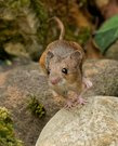 Speedy, die schnellste Maus von ...