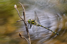 im Spotlight....