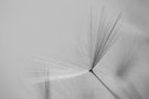 Samen der Pusteblume
