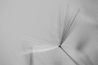 Samen der Pusteblume