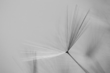 Samen der Pusteblume