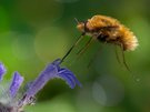 Großer Wollschweber  (Bombylius major) einmal aus anderer Perspektive