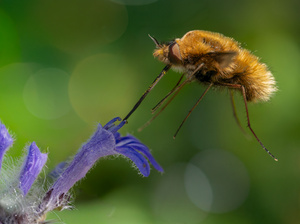 Großer Wollschweber  (Bombylius major) einmal aus anderer Perspektive