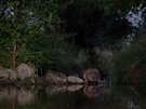 Biber am Bach_2