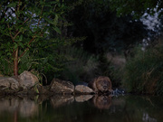 Biber am Bach_2