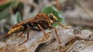 Hornissen-Raubfliege mit Kreuz-Springspinne