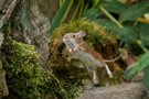 Speedy, die schnellste Maus von ...  (Teil 2)
