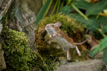 Speedy, die schnellste Maus von ...  (Teil 2)