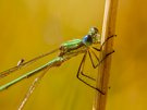 Ist das eine Libellengnitze (Forcipomyia paludis)?