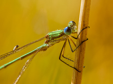 Ist das eine Libellengnitze (Forcipomyia paludis)?