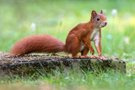 Eichhörnchen auf dem alten Grabstein