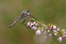 Eine Raubfliege