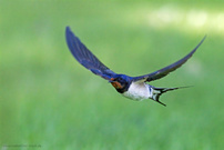 Flugkünstler