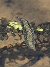 Die Larve einer Waffenfliege (Stratiomyidae)
