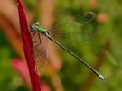 männliche Kleine Binsenjungfer (Lestes virens)