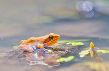Baby Frog