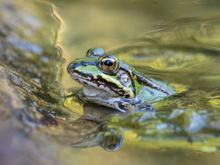 Ein Teichfrosch ...