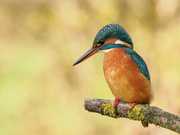 Frau Eisvogel