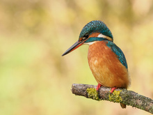 Frau Eisvogel