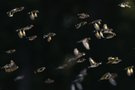 Und all die ganze Vogelschar