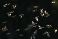 Und all die ganze Vogelschar