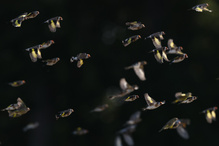 Und all die ganze Vogelschar