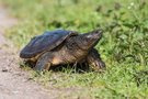 Schnappschildkröte