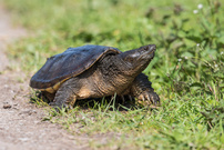 Schnappschildkröte