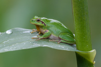 Bedebbert?