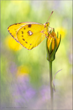 Goldene Acht (Colias hyale)