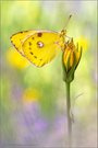 Goldene Acht (Colias hyale)