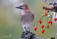 Schietwetter