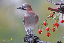Schietwetter
