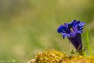 Ein Hauch von Blau im alpinen Sommer