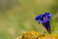 Ein Hauch von Blau im alpinen Sommer