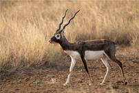 Blackbuck