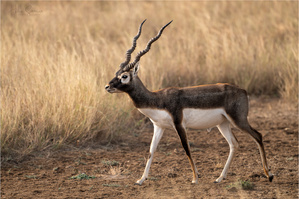Blackbuck