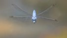 Ich mag fliegende Libellen
