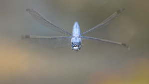 Ich mag fliegende Libellen