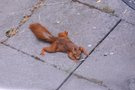 eines meiner Eichhörnchen