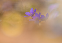 Frühling im Auwald