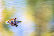 Am Bach