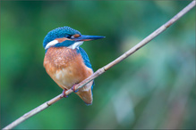 Eisvogel ...