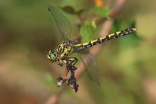 Weibchen der Kleinen Zangenlibelle