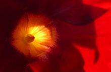 ... shining ...