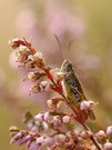 Heideblüte