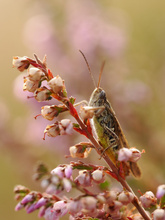 Heideblüte