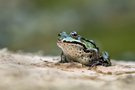 Ein Teichfrosch ...