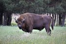 Wisent (Bison bonasus)